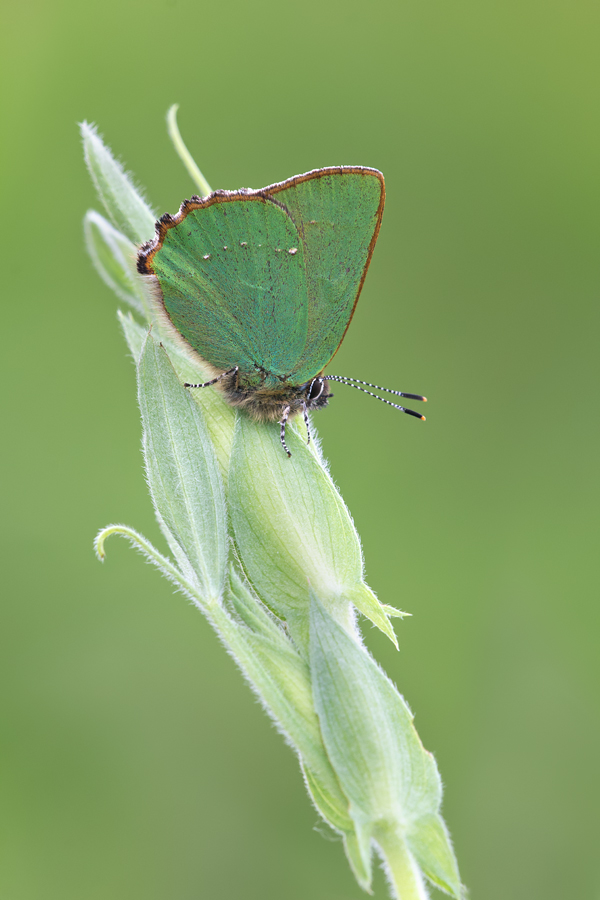 Green Hairstreak 10